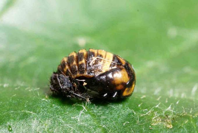 Insecte pupae pe o frunză verde aproape.