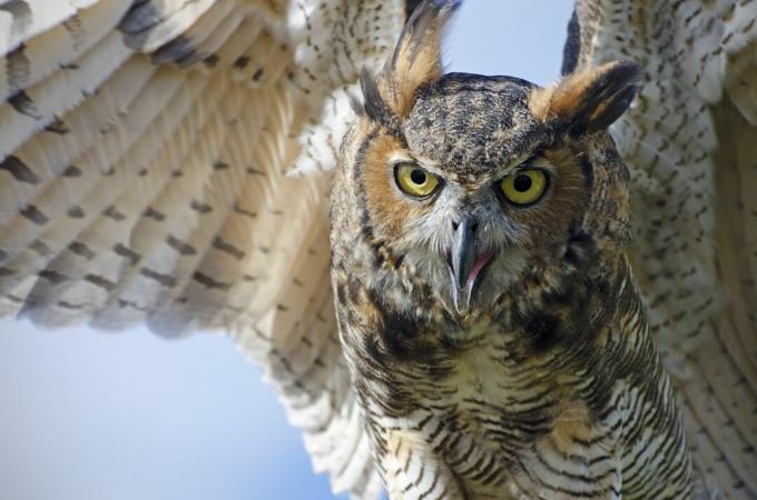 bufnita grozavă, Bubo virginianus