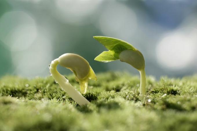 Am primit că ești o sămânță. Părți ale unui test de plante cu flori