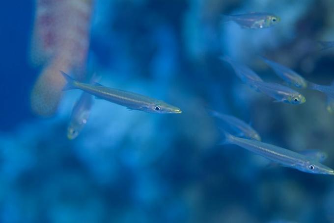 Barracuda juvenilă (Sphyraena Sp.). S-a găsit într-o școală densă de măturator galben, care folosește protecția unui roșu roșu, până când dimensiunea lor din ce în ce mai mare a cedat camuflarea. Marea Rosie