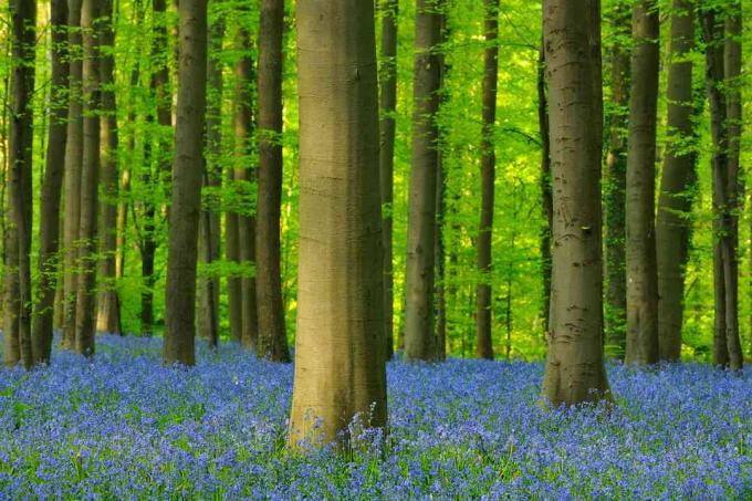 Biomul forestier include păduri temperate, păduri tropicale și păduri boreale. Pădurea de fag ilustrată aici se află în Belgia.