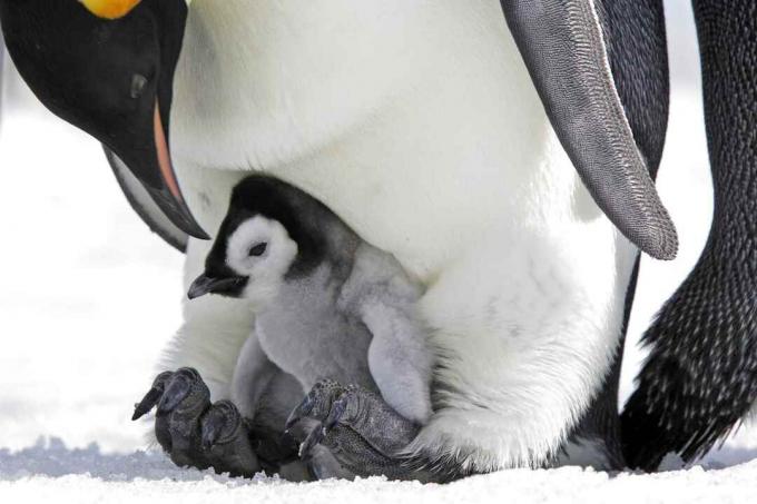 Împăratul pui de pinguin pe picioarele tatălui.