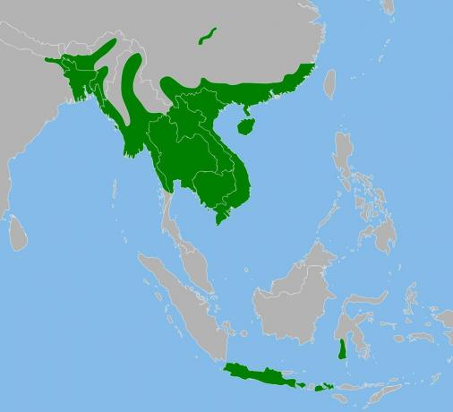 Gama de pitoni birmani în Asia.