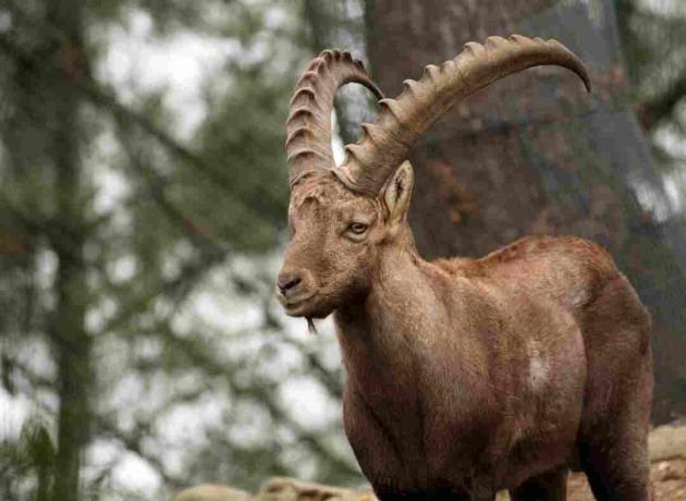 Ibex pirenean