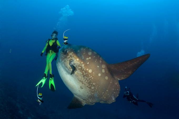 Ocean Sunfish and Diver, Mola Mola, Insula Bali, Indo-Pazific, Indonezia