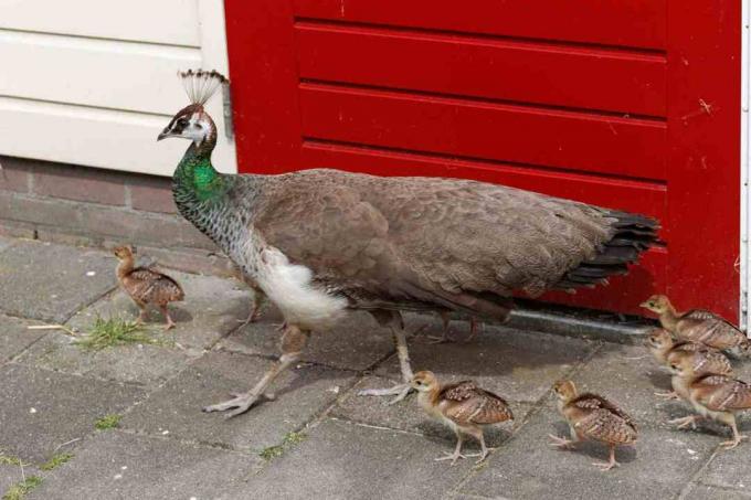 Peahen verde cu pui