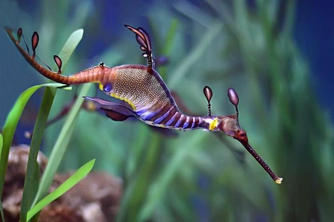 Dragonul de mare comun sau plin de ciudă are coloane vertebrale și mai puține apendice frunze decât dragonul de mare frunze.