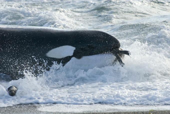 Balena ucigașă (Orcinus orca) cu un leu de mare sudic (Otaria flavescens) în gură, Patagonia, Argentina, Oceanul Atlantic