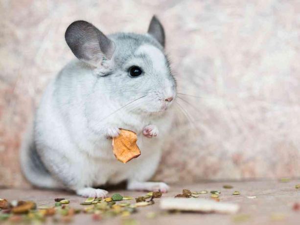 chinchilla domestică care ține mâncare cu brațele