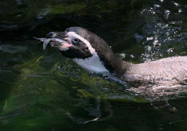 Pinguin mâncând pește.