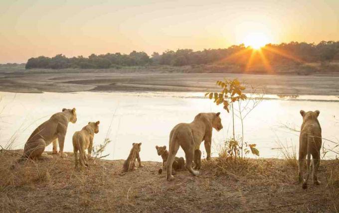 Leoaice cu pui de râu la apusul soarelui în Parcul Național Luangwa de Sud, Zambia