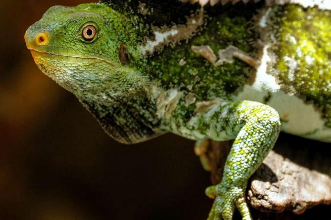 Fiji cresta iguana