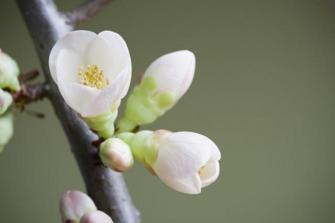 Am primit că ești în faza de înflorire. Părți ale unui test de plante cu flori