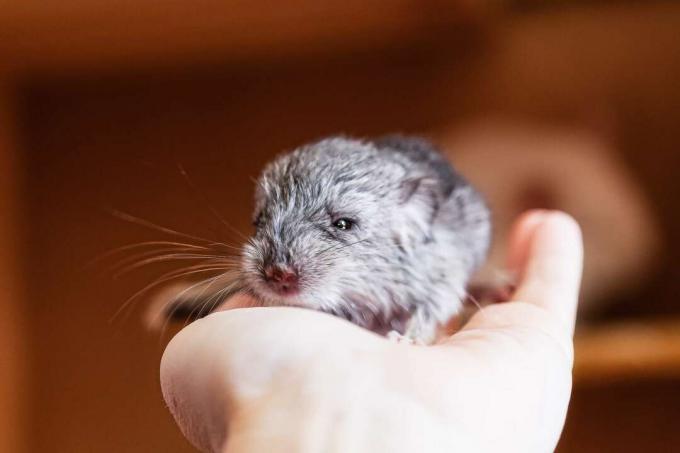 Chinchilla copilului