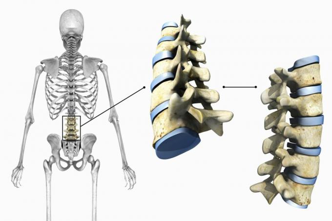 Diagrama care prezintă vertebrele și articulațiile lombare pe un fundal alb.