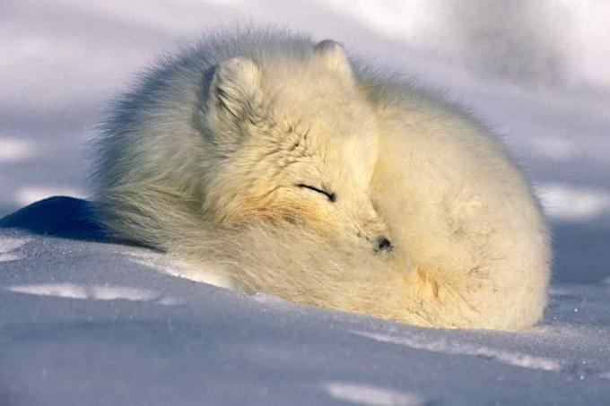 O vulpe arctică supraviețuiește în climele reci în virtutea părului său, una dintre caracteristicile unui mamifer