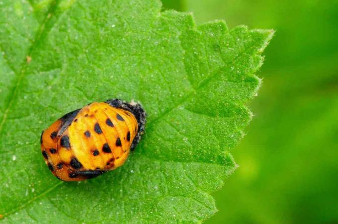 Pupa de cocos pe o frunză verde