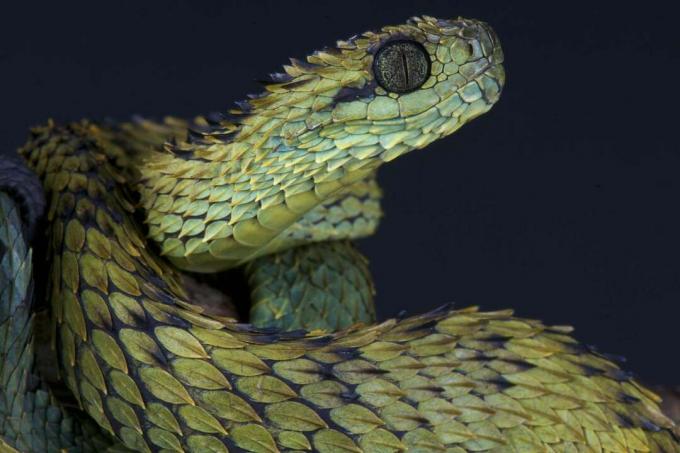 Atheris hispida