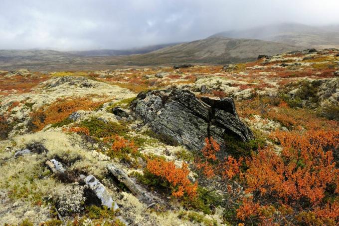 Peisaj de tundră de toamnă în Norvegia, Europa.