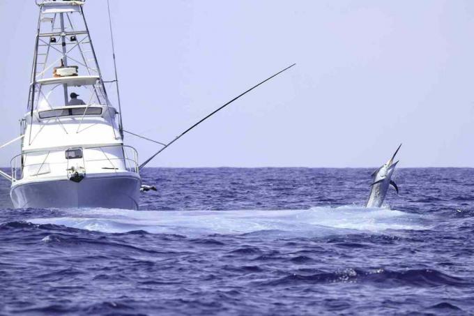 Barca de pescuit charter care luptă cu un marlin albastru