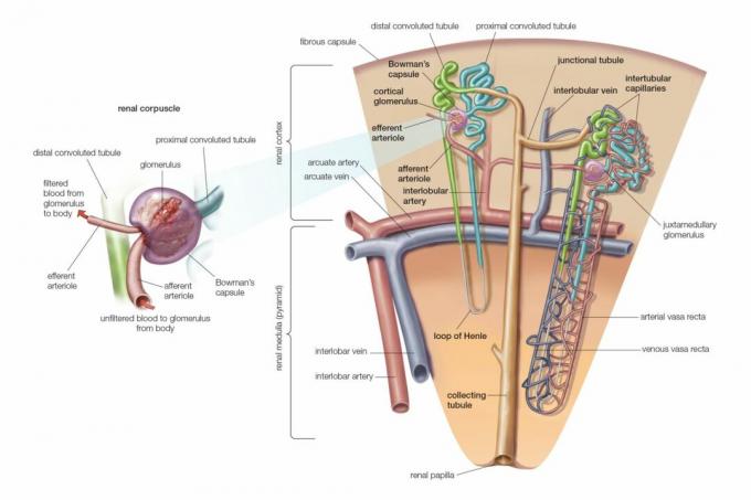 Rinichi Nephron