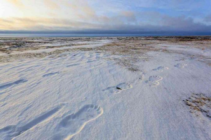 Urșii polari urmează interioarele acoperite de zăpadă din Canada și Alaska, unde se formează aer polar polar continental