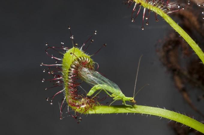 sundew