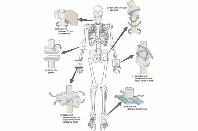Diagrama articulațiilor sinoviale din întregul corp pe un fundal alb.