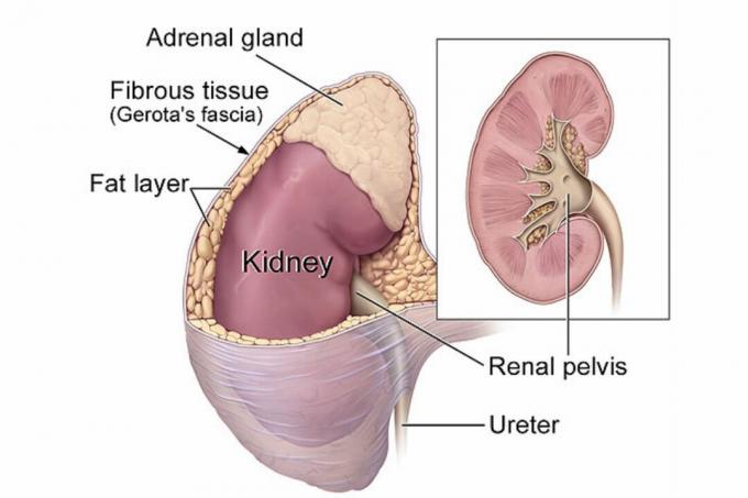 Anatomia rinichilor