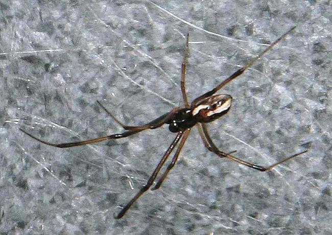 Păianjen redback masculin