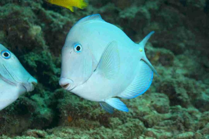 Tang albastru atlantic (Acanthurus coeruleus)