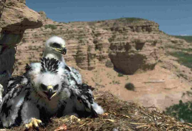 Doi pui de vultur aurii stau într-un cuib de pe o stâncă din Pajița Națională din iarba din Colorado. | Locație: Pawnee National Grassland, Colorado, SUA.