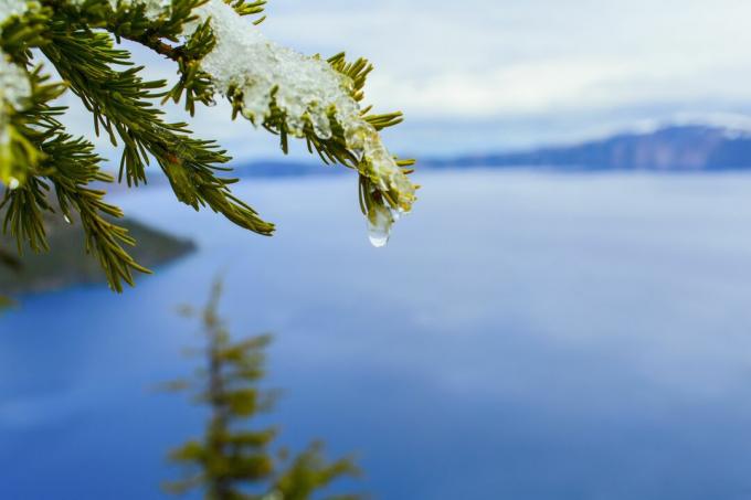Aproape de topirea zăpezii pe ramura copacului peste Crater Lake, Oregon, Statele Unite