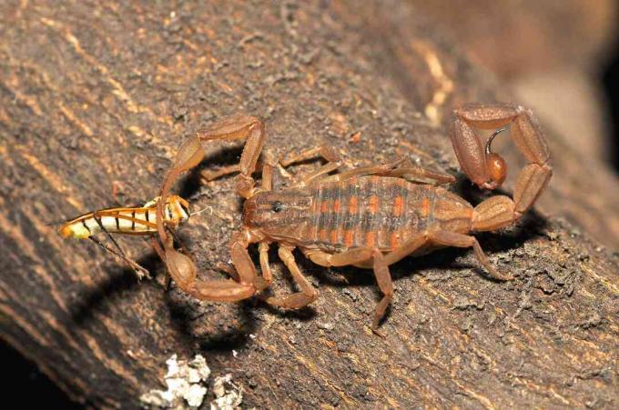 Scorpionul care mănâncă o insectă.