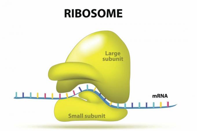 Ribozom