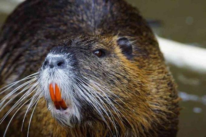 Primăvară Nutria