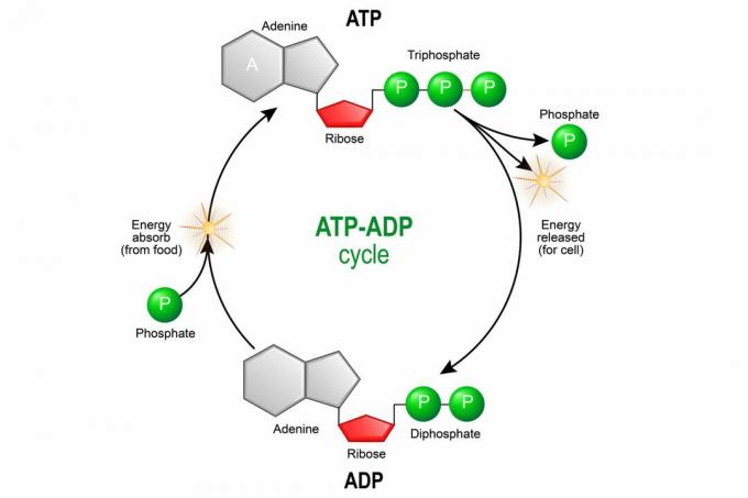 Ciclul ATP ADP