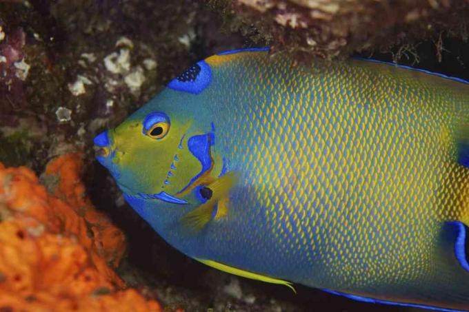 Regina Angelfish