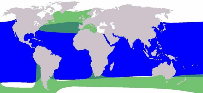 Gama de balene pilot: balena pilot cu aripi scurti în albastru și balena pilot cu aripi lungi în verde.