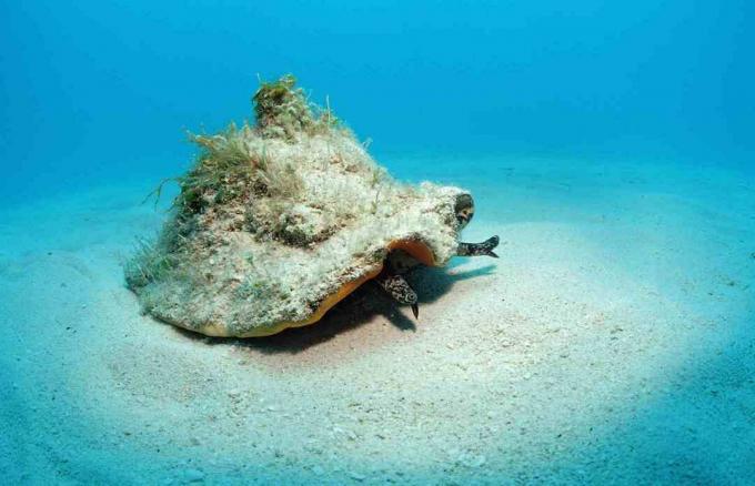 Conch Shell în Bahamas