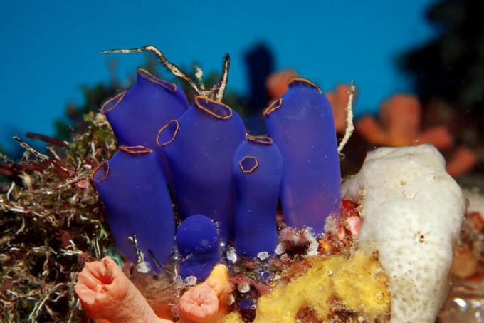 Sea Squirt Tunicates pe un recif Coral