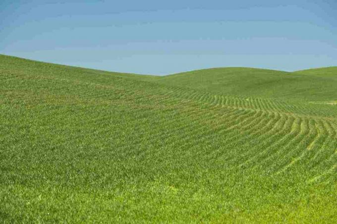 Monoculture Field Wheat, Spokane County, Washington SUA