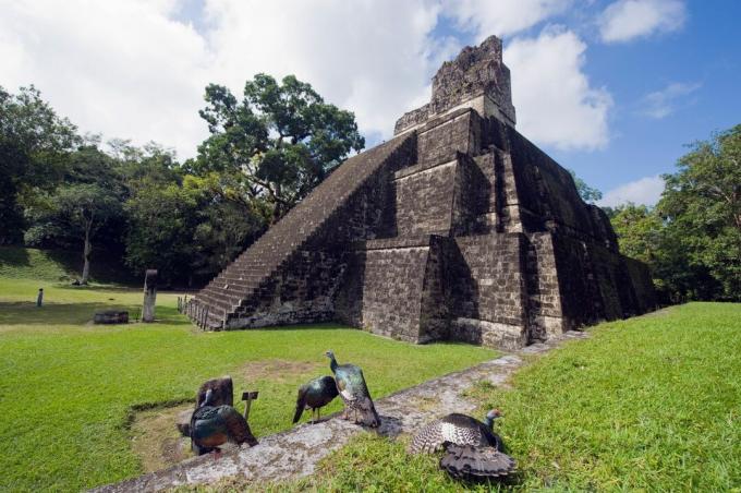 Curcani ocelat (Agriocharis ocellata) la Tikal