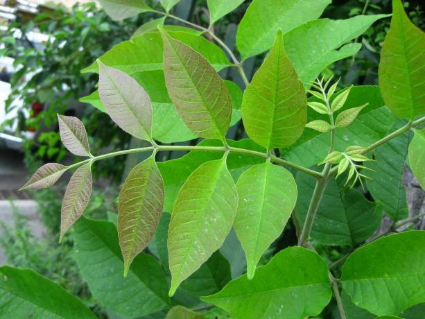 Fraxinus americana: Frunze tinere de cenușă albă