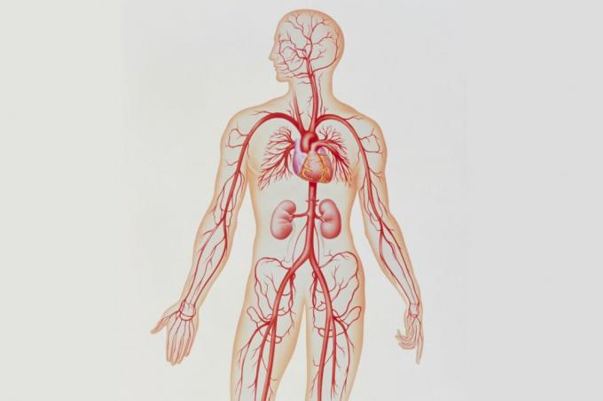 Sistem arterial