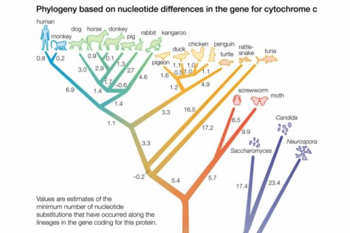 Primul copac filogenic