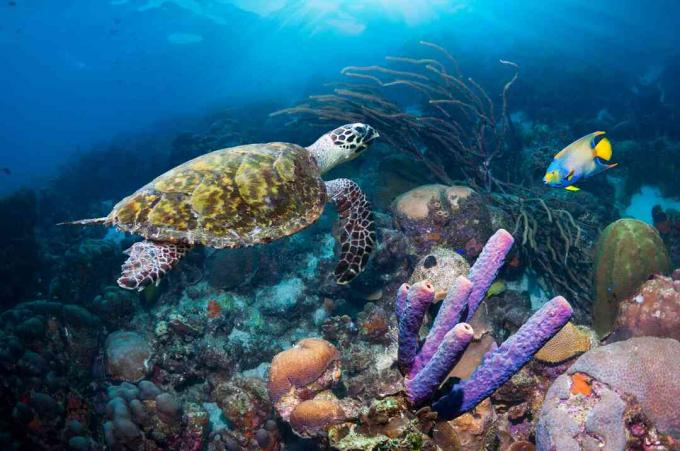 Turtle Wueen Angelfish și Hawksbill, Antilele Ntherlands