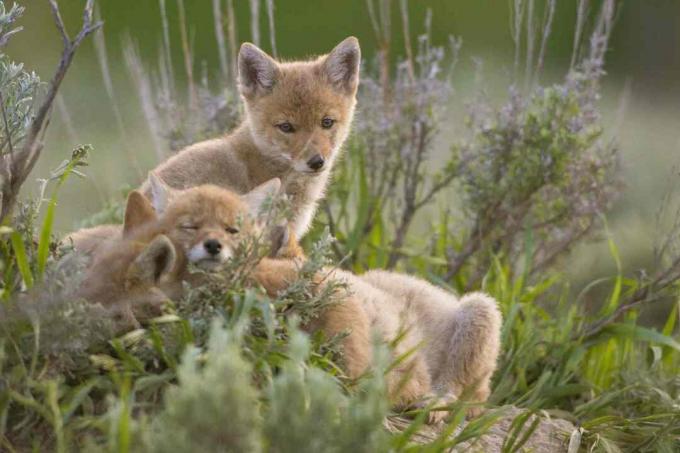 Puii Coyote seamănă cu puii de vulpe sau lupi.