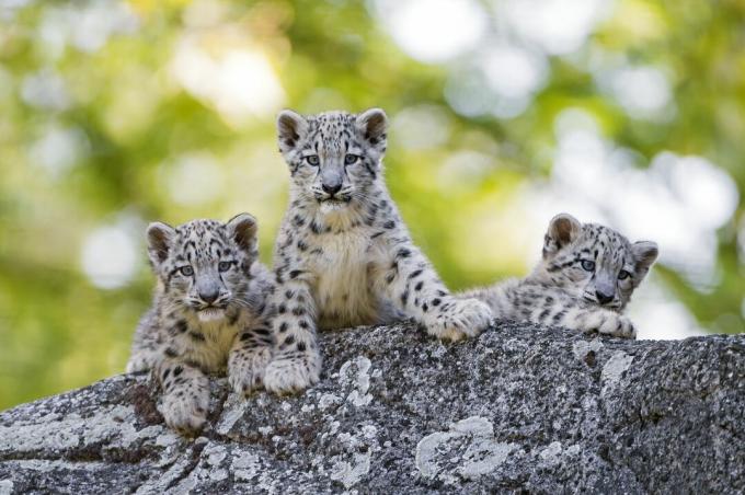 Puii de leopard de zăpadă au pete negre care se transformă în rozete pe măsură ce pisicile se apropie de maturitate.