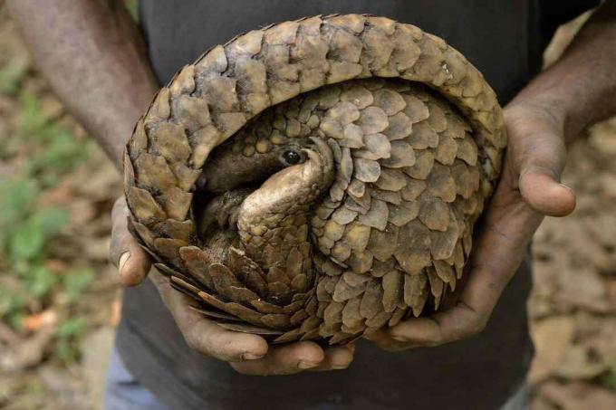 Pangolin în mâinile unui braconier, rostogolit în poziția sa defensivă.